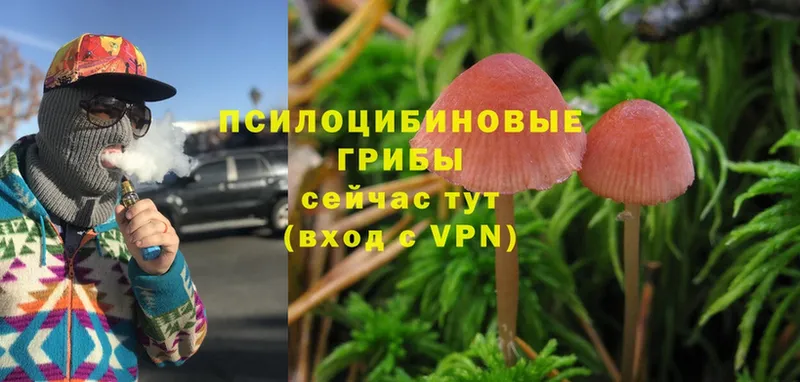 Галлюциногенные грибы Magic Shrooms  наркошоп  Камень-на-Оби 